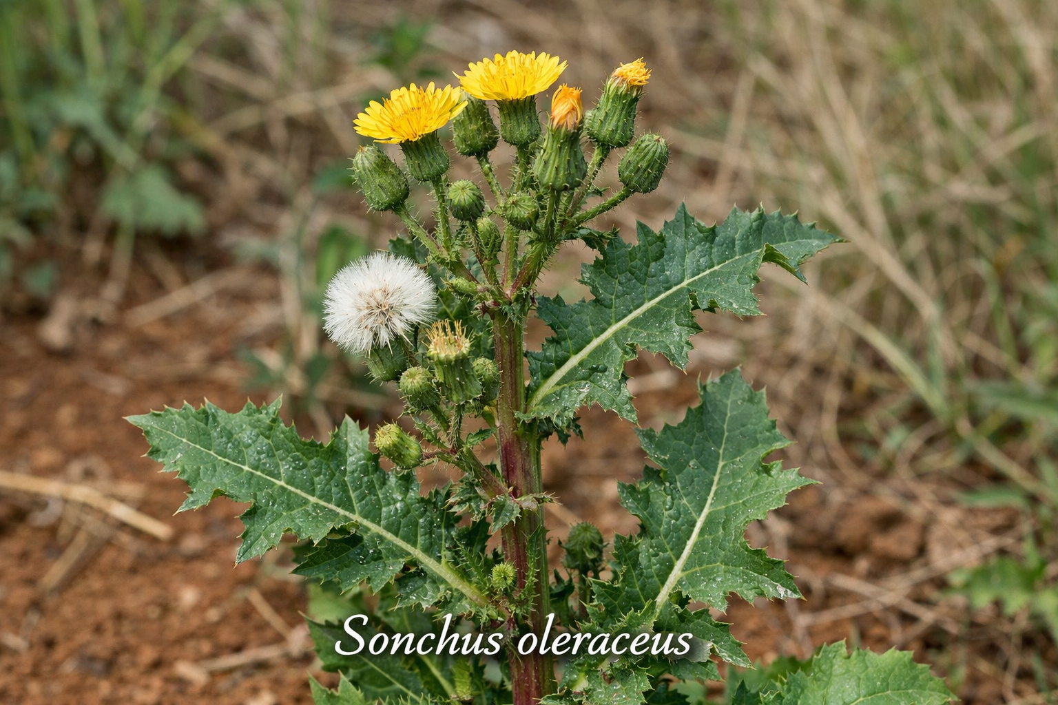 Sonchus Oleraceus.