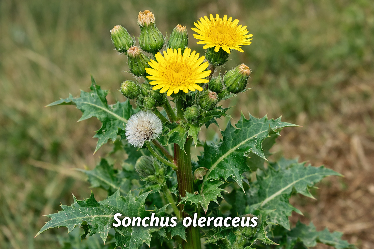 Sonchus Oleraceus