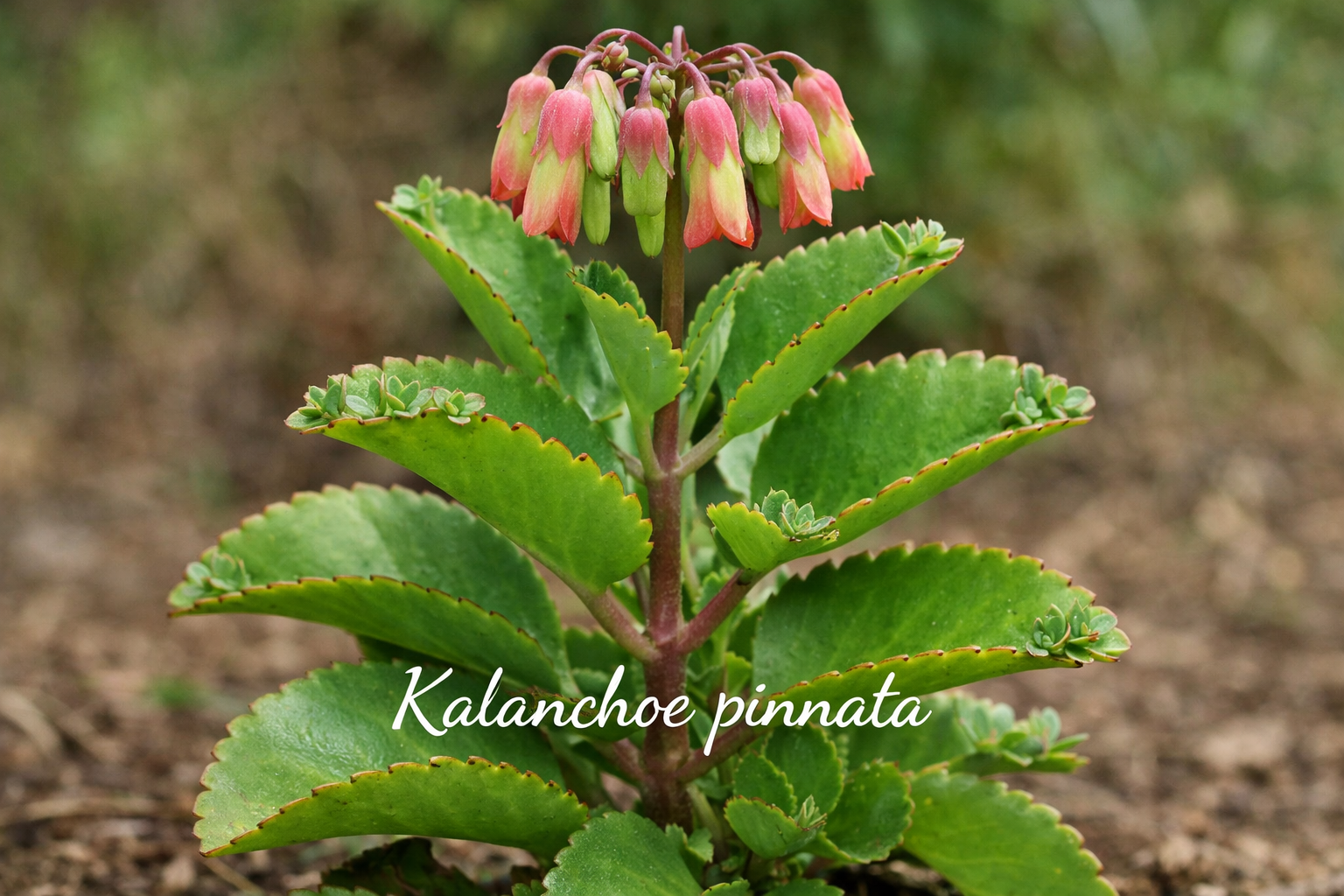 Kalanchoe Pinnata Plant