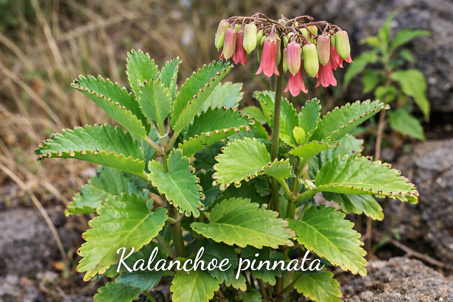 Kalanchoe Pinnata Plant1